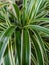Lily Paris& x28;spider plant& x29; close up view
