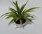 Lily paris or spider plants is beautiful for decorate
