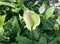 Lily peace in the garden. Peace lily with green leaves. Spathiphyllum lily peace. White spathiphyllum with green leaves in blossom