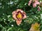 A Lily in Peach and Maroon Highlight Its Stamens.