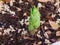 A lily plant emerges from the soil.