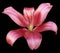 Lily red flower, isolated with clipping path, on a black background. beautiful lily, transparent green center. for design.