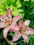 Lily is a royal flower with a rich history.