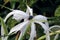 Lily spider flowers and flies