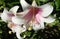 Lily tubular regale incredibly beautiful and delicate white flowers