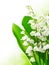 Lily of the Valley