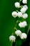Lily-of-the-valley 2