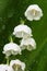 Lily of the valley