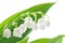 Lily of the valley