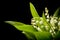 Lily-of-the-valley bouquet