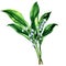 Lily of the valley, bouquet of spring flowers, isolated, , watercolor illustration on white