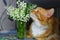 Lily of the valley and cat