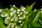 Lily of the valley Convallaria majalis