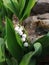 Lily of the valley, delicat and fresh scene from my garden