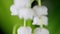 Lily of the valley with dew close-up. Lily-of-the-valley spring flowers blooming. Convallaria majalis. Rack focus.