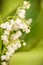 Lily of the valley flower close up, green nature background. May 1st Labor Day symbol