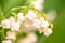 Lily of the valley flower close up, green nature background.  May Day symbol