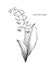 Lily of the valley flower drawing illustration. Black and white with line art.