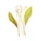 Lily of the valley - flower dry pressed herbarium