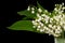 Lily-of-the-Valley flowers . Convallaria isolated on black background. Clipping path