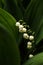 Lily of the valley flowers on dark green leaf background