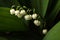 Lily of the valley flowers on dark green leaf background