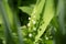 Lily of the valley, flowers in the middle of the green field.