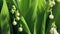 Lily of the valley flowers time lapse, green background, germination plants texture abstract