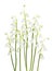 Lily-of-the-valley flowers on white