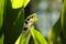 lily of the valley in forest on a sunnny spring morning close up fresh backlit by sun day poland