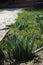 Lily of the valley leaves on the background of young grass