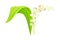 Lily of the valley. May bell fragrant spring flower with green leaf and white flowers vector illustration i