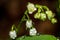 Lily of the valley plant Convallaria majalis with white flowers covered with drops of water