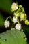 Lily of the valley plant Convallaria majalis with white flowers covered with drops of water