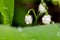 Lily of the valley plant Convallaria majalis with white flowers covered with drops of water