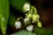 Lily of the valley plant Convallaria majalis with white flowers covered with drops of water