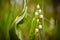 Lily of the valley plant in nature for beautiful photo wallpaper