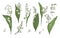 Lily of the valley realistic collection. Hand drawn buds, leaves and stems set. Colorful vector illustration.