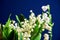 Lily of the valley - small white flowers