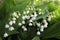 Lily of the valley, a spring flower with white blossoms, sometimes called bells.