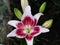 Lily, white lily flower. Photograph of a large white lily flower