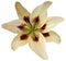 Lily white-yellow flower isolated with clipping path, on a white background. beautiful lily for design. Closeup.