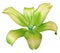 Lily yellow-green flower, isolated with clipping path, on a white background. beautiful lily, transparent turquoise center. for d