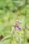 Lilyleaf Ladybells, Adenophora liliifolia, budding purple flowers