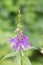 Lilyleaf Ladybells, Adenophora liliifolia, flower spike with purple flowers