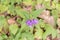 Lilyleaf Ladybells, Adenophora liliifolia, purple flower from above