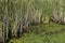 Lilypads and cattails in the bog