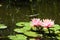 Lilypads `Nymphaeaceae`