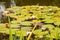 Lilypads In Summer Pond