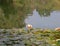 Lilypads or waterlily on a pond with reflection of brush bush around it in the pond.